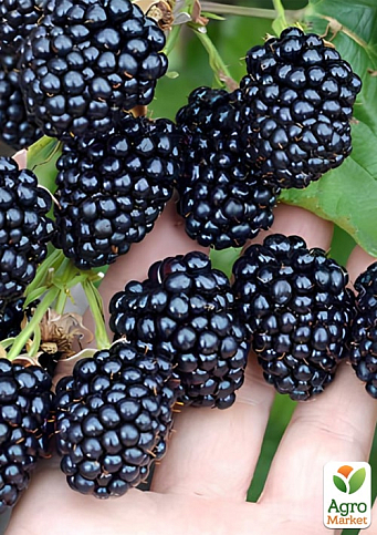 Ожина "Честер" 2-річна укорінена в контейнері - фото 3