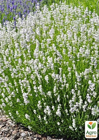 LMTD Лаванда біла 2-х річна "Edelweiss" (20-30см) - фото 2