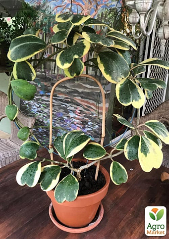 Хойя Керрі "Striped Heart" - фото 3