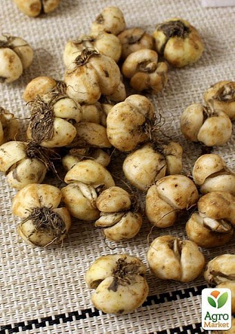 Фритиллярия "Uva Vulpis" (размер 5/6 , средний) 5шт в упаковке - фото 2