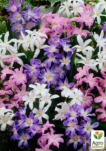 Хионодокса (Chionodoxa) "Mix" 5шт в упаковке