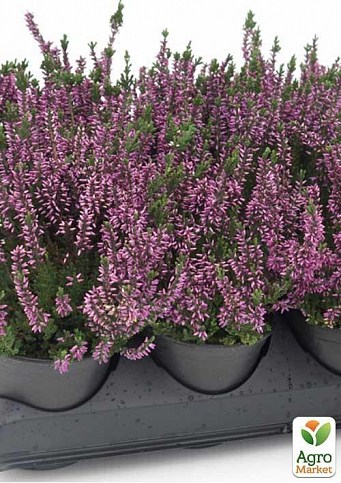 Вереск обыкновенный "Lianne" - фото 2