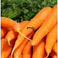На развес Морковь "Регульская" ТМ "Весна" цена за 10г цена
