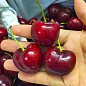 Черешня "Меркант" (летний сорт, ранний срок созревания)