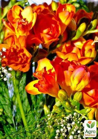 Фрезия махровая "Orange" 5шт в упаковке