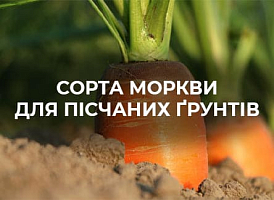 Вирощування моркви на піщаних ґрунтах: поради та рекомендації | Agro-market