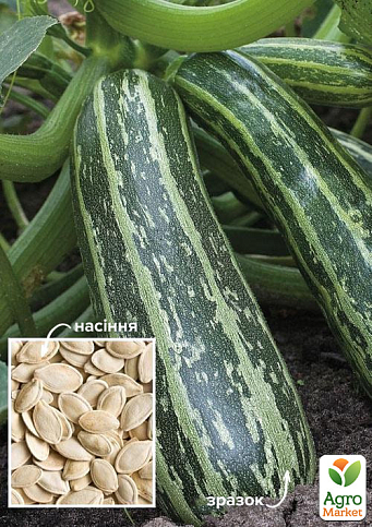 На вагу Кабачок "Тигреня" ТМ "Весна" ціна за 8г