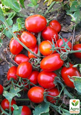 Томат детерминантный "Харди F1" ТМ "Lark Seeds" 5000шт