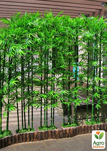 Бамбук садовый "Bamboo Vulgaris"