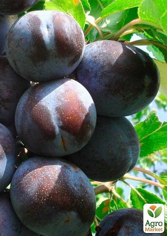Слива "Сильвия" (летний сорт, среднеранний срок созревания) - фото 2
