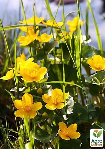 Калужница болотная - фото 3