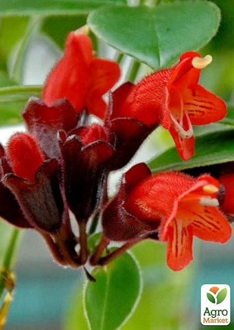 Эсхинантус "Страстная любовь" (Aeschynanthus) дм 11 см
