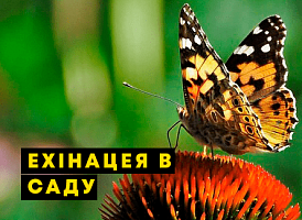 Як вирощувати ехінацею, посадка ехінацеї – Agro-Market