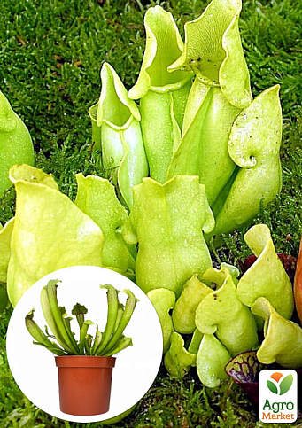 Саррацения (Sarracenia)