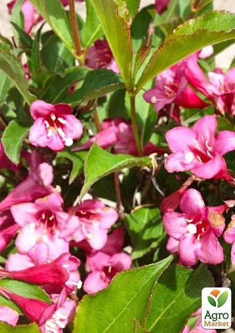 Вейгела цветущая 2-х летняя "Rumba" С2, высота 20-40см - фото 2