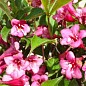 Вейгела цветущая 2-х летняя "Rumba" С2, высота 20-40см купить