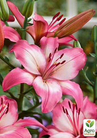 Лілія "Levi" - фото 2