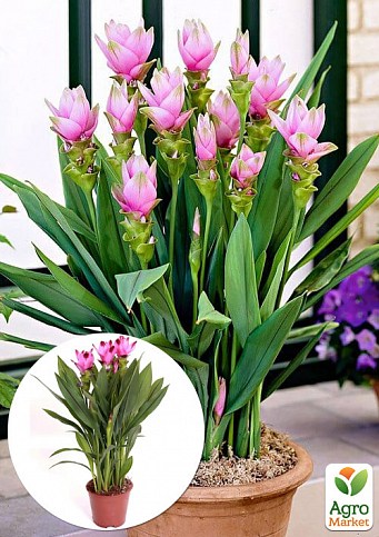 LMTD Куркума Curcuma "Siam Splash" ( высота 50-70см)