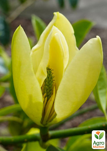 Магнолія китайська "Magnolia chapensis" (посухостійка, морозостійка)