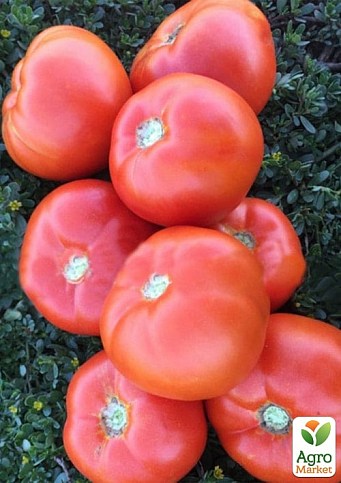 Томат детерминантный "1801 F1" ТМ "Lark Seeds" 5000шт