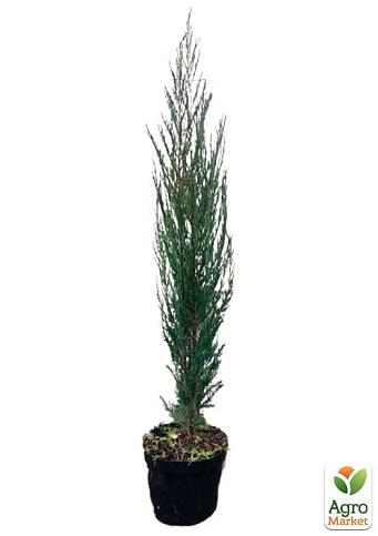 Ялівець скельний "Blue Arrow" С10 висота 100-120см  - фото 4