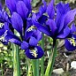 Ирис морозостойкий "Joyce" 5шт в упаковке