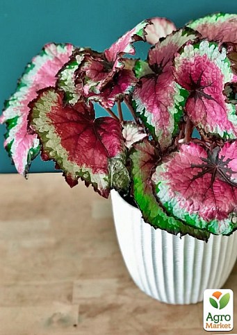 Бегонія королівська REX "Merry Christmas" 20-30см  - фото 2