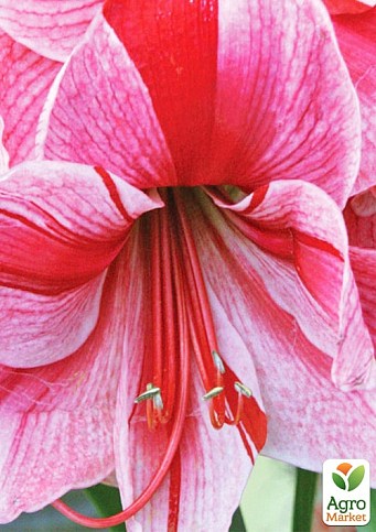 Гіппеаструм простий "Gervase" (Амарілліс)  - фото 5