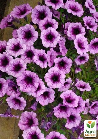 Петуния ампельная "Veranda Orchid" (контейнер №10, высота 10-15см)
