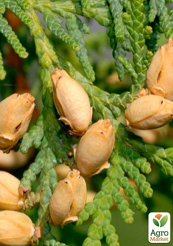 Туя западная "Spiralis" С5, высота 80-90см - фото 3