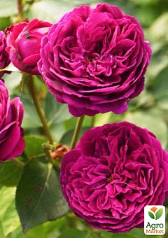 Роза английская "Фальстаф" (саженец класса АА+) высший сорт11
