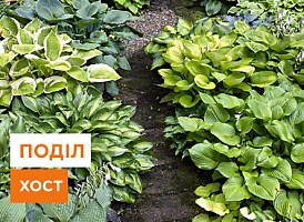 Коли ділити хости: правила та причини - корисні статті про садівництво від Agro-Market