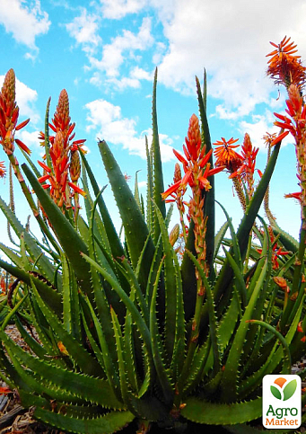 Сукулент "Aloe Arborescens" Столітник (Нідерланди)