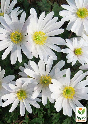 Анемона "Blanda White Splendour" (размер 5/7 крупный) 5шт в упаковке