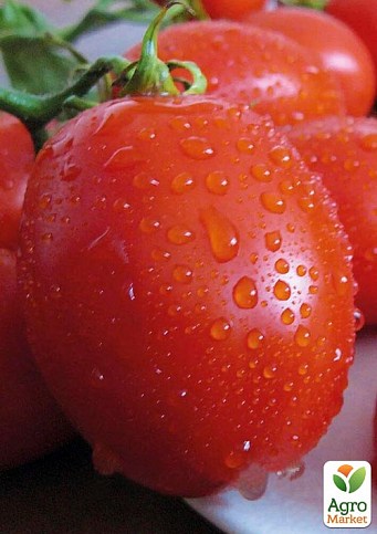 Томат детерминантный "Санни F1" ТМ "Lark Seeds" 5000шт