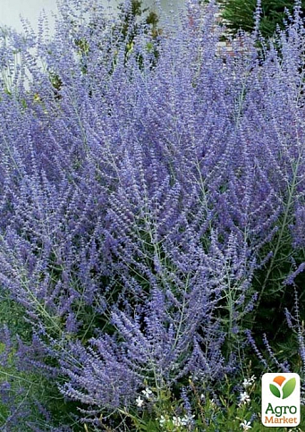 Перовския лебедолистная "Blue Spire" вазон С2