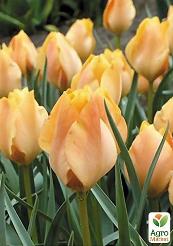 Тюльпан "Orange Breeze" 3шт в упаковке