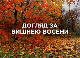 Догляд за вишнею восени: обрізка, підживлення, захист | Agro-market
