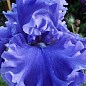 Ірис бородатий великоквітковий "Lynette Blue"
