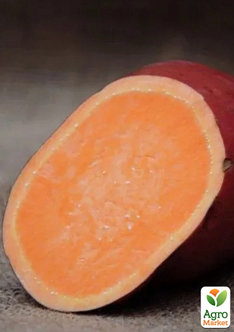 Батат "Vardaman" (сладкий картофель) маточный клубень - фото 2