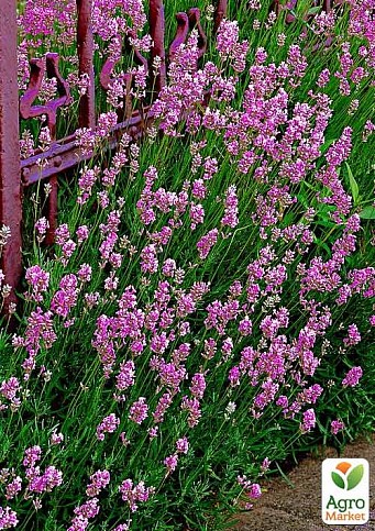 Лаванда вузьколиста "Elegance Pink"