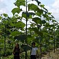 Павловнія для деревини "Paulownia Energy" (Морозостійкий Superhybrid 33С) вазон Р9 купить