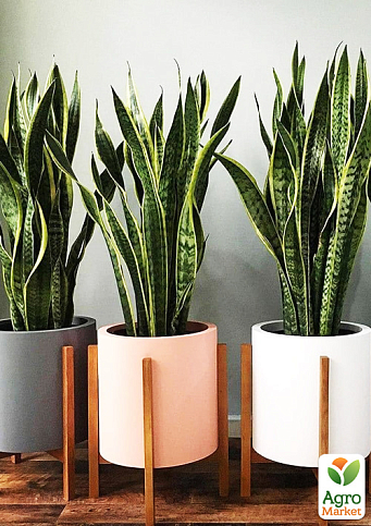 LMTD Сансевієрія "Laurentii" (p12 висота рослини 30-40см)