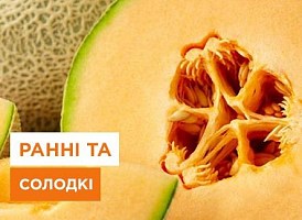 Ранні дині: найкращі сорти - корисні статті про садівництво від Agro-Market