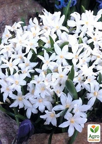 Хионодокса (Chionodoxa) "Alba" 5шт в упаковке