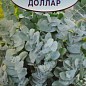 Эвкалипт "Серебряный доллар" ТМ "Аэлита" 5 шт