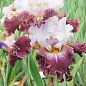 Ірис бородатий великоквітковий "Magic Masquerade" 1шт в упаковці
