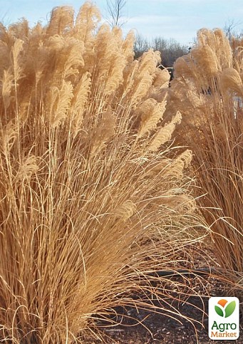 Мискантус китайский "Gracillimus" вазон С2 - фото 3