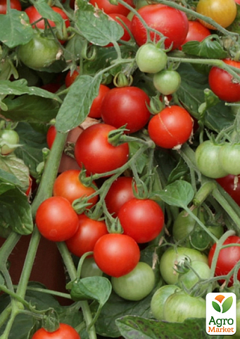 Томат ампельний "Red Profusion" ТМ "Vesna Select" 0.1г