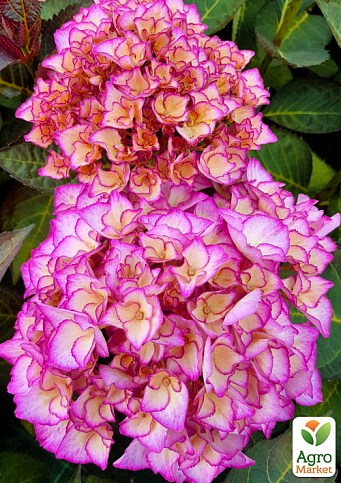 Гортензія крупнолистова "Adula Purple" - фото 2